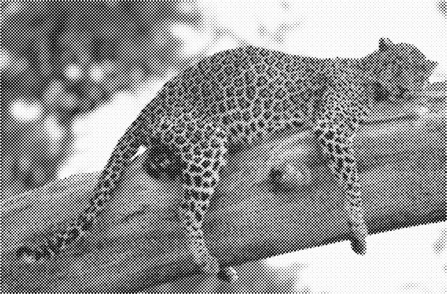 DOT Painting - Een Kleur Stippelkunst met Dieren