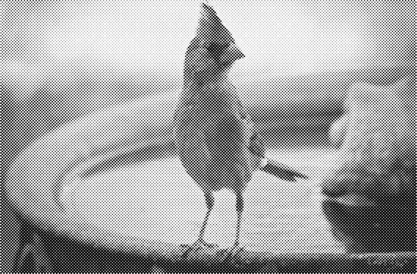 DOT Painting Dieren - Katten en Vogels