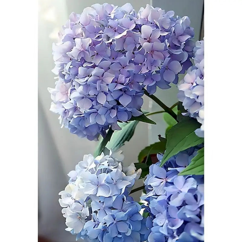 Schilderen op nummer - Klassieke Hortensia op Canvas