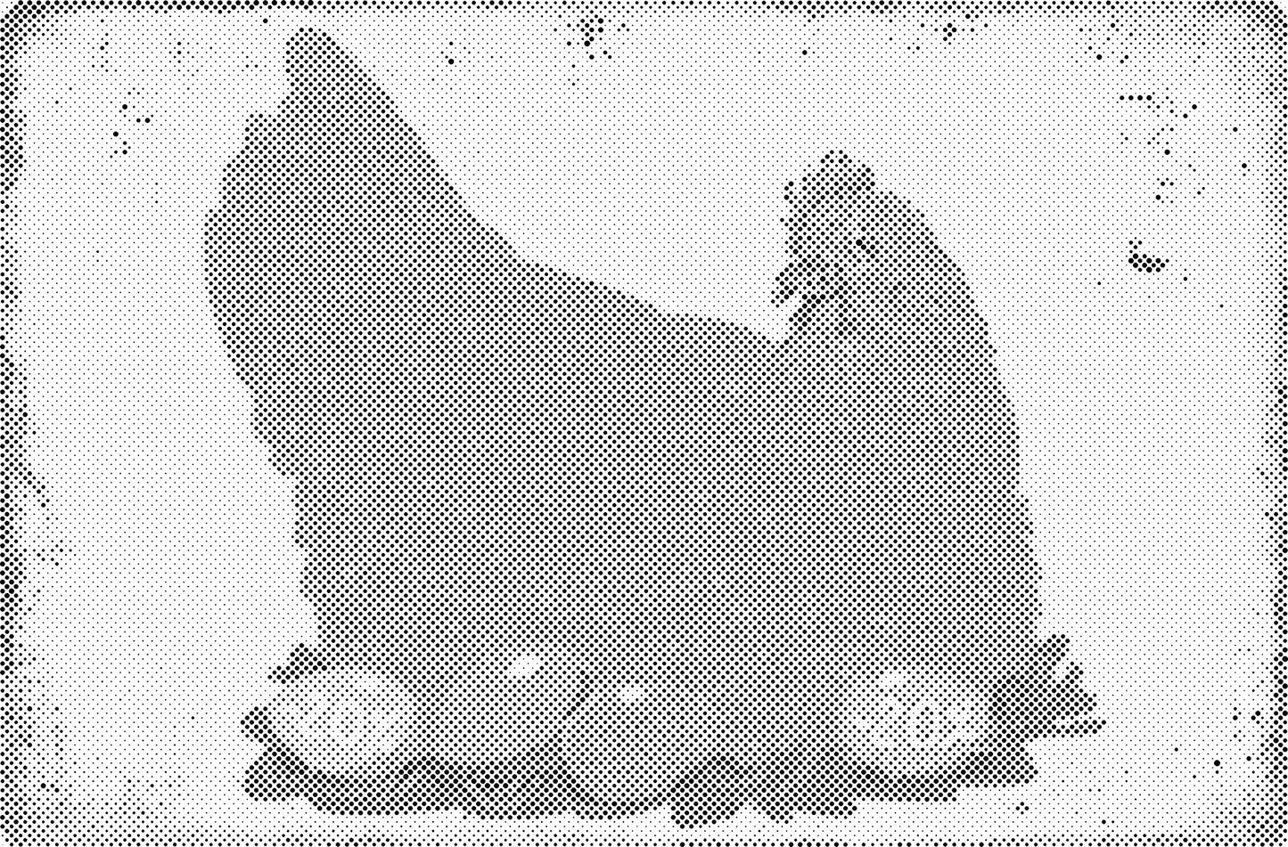 DOT Painting – Kippen & Hanen – 40x60cm t/m 60x90cm – Met of zonder stiften