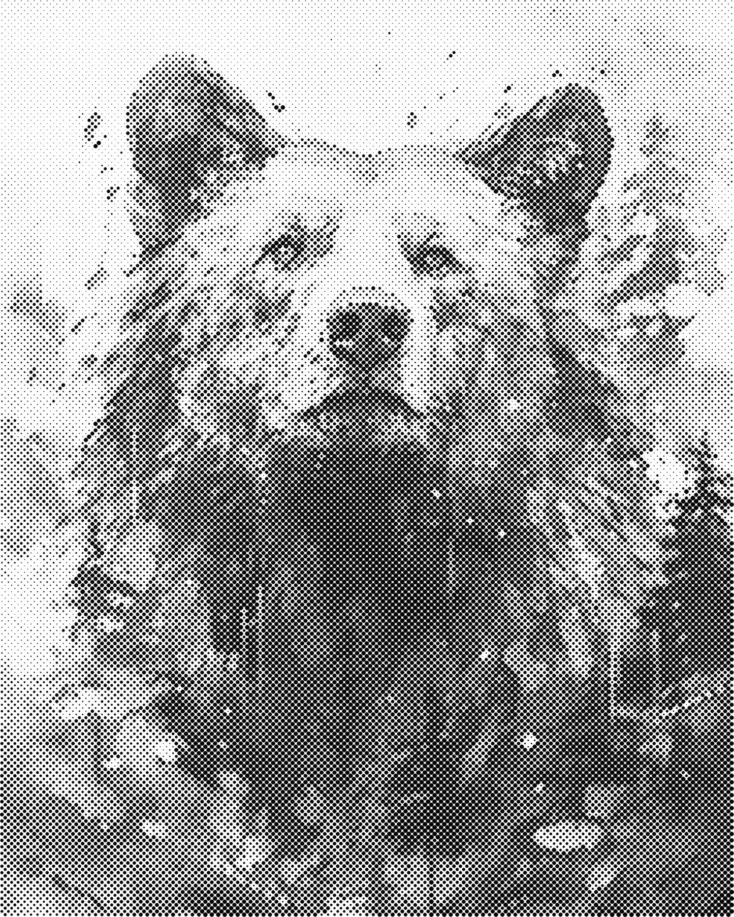 DOT Painting 40x50cm - Dierenmotief - Één Kleur Stippen - stippelschilderij - Beer