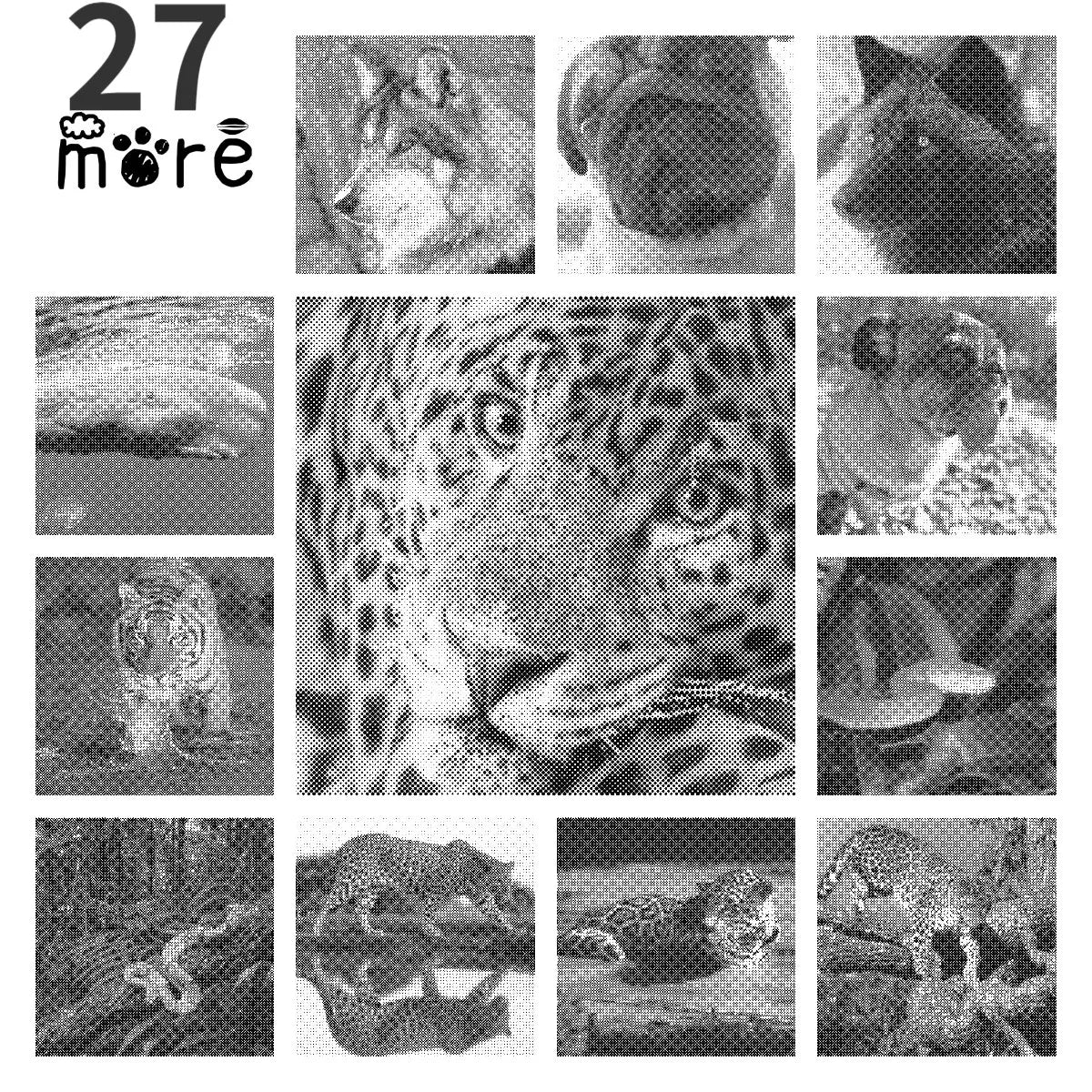 DOT Painting - Een Kleur Stippelkunst met Dieren