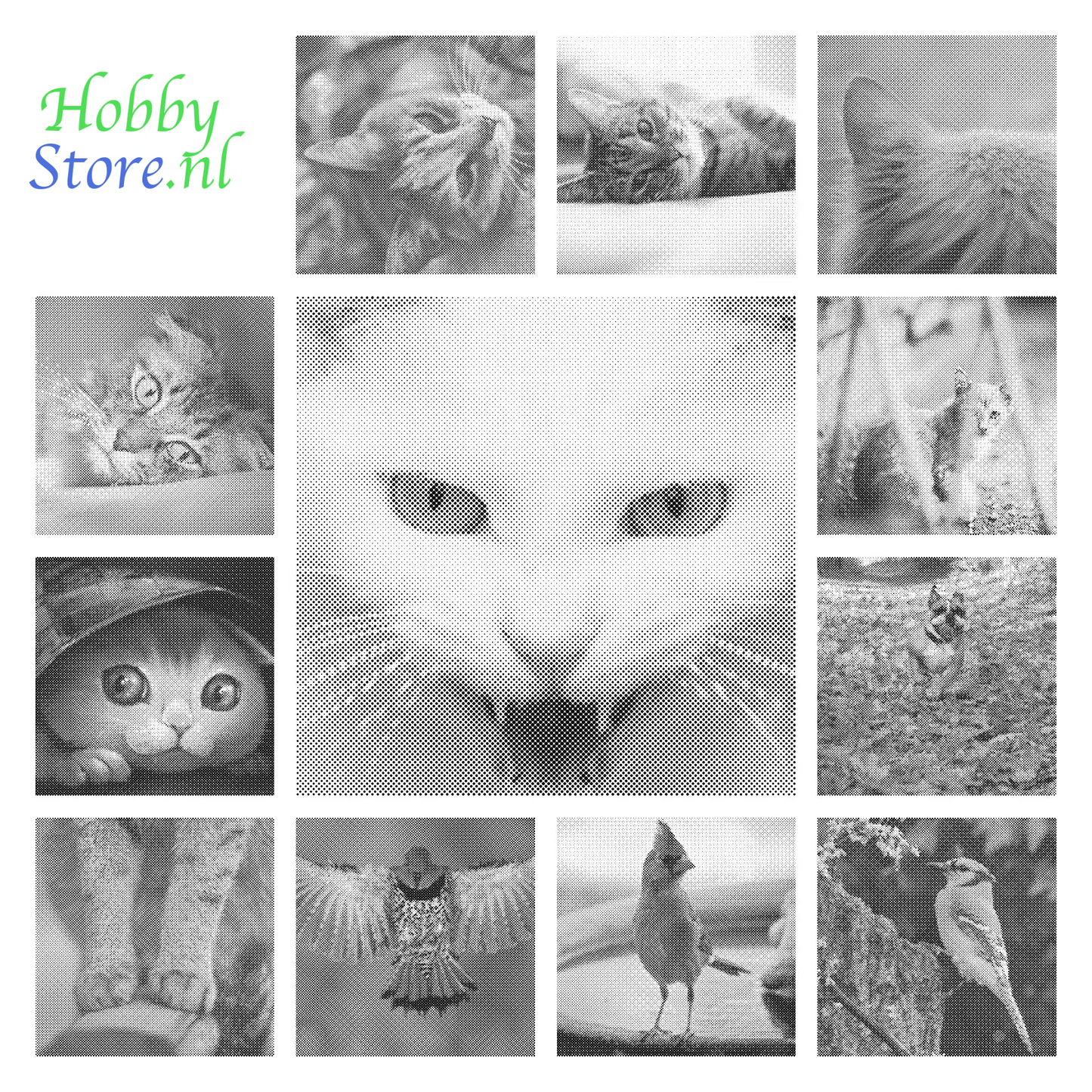 DOT Painting Dieren - Katten en Vogels