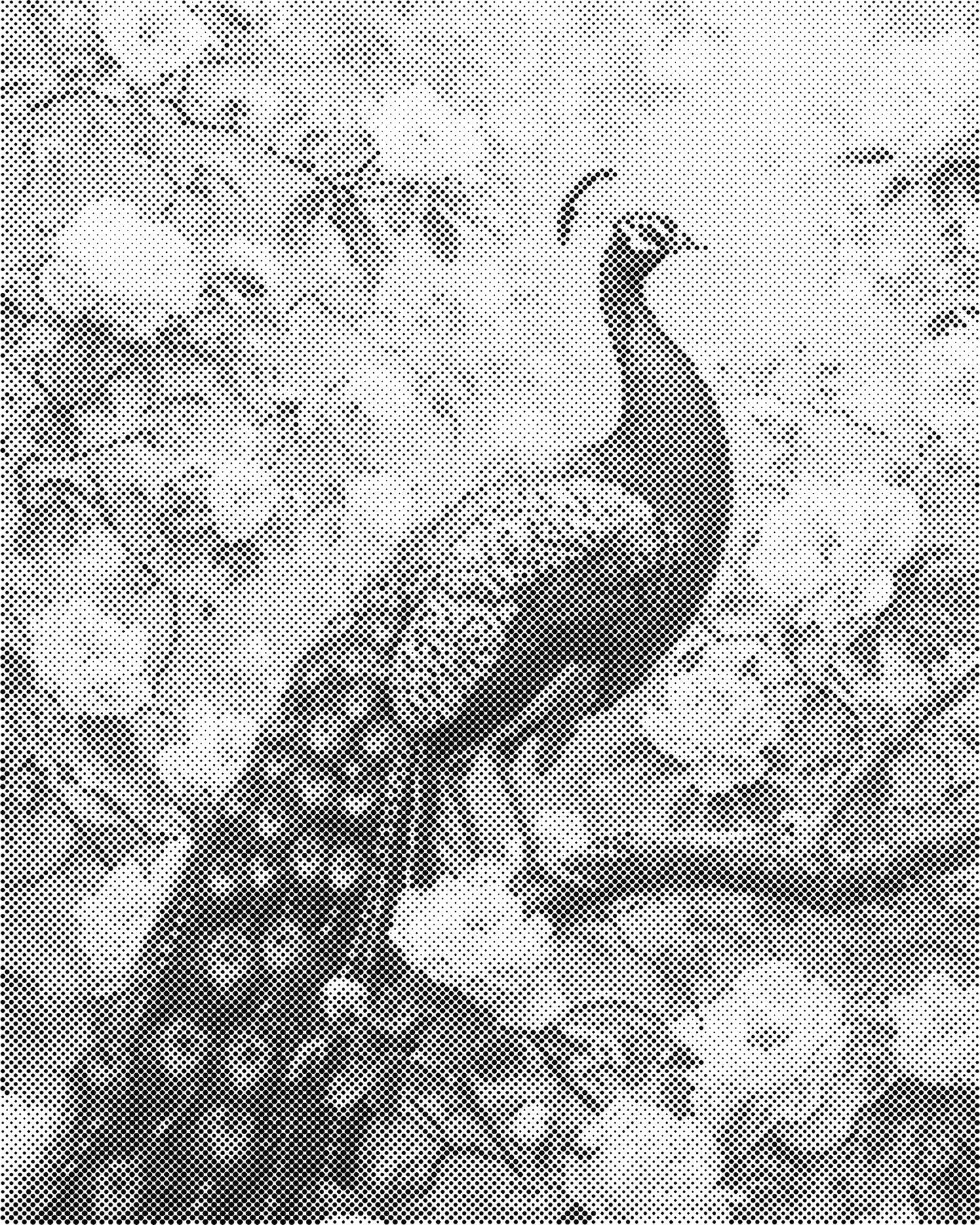 DOT Painting – Dieren op Canvas (40x50cm of 60x75cm) – Met of zonder stiften