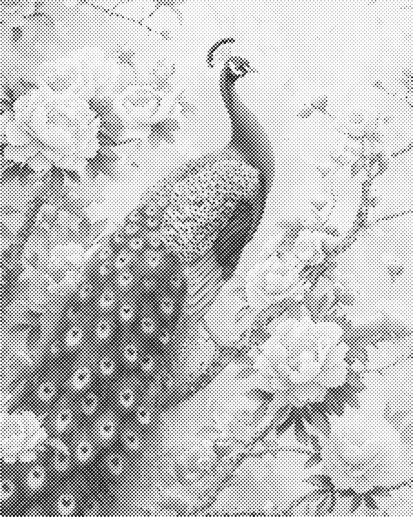 DOT Painting – Dieren op Canvas (40x50cm of 60x75cm) – Met of zonder stiften