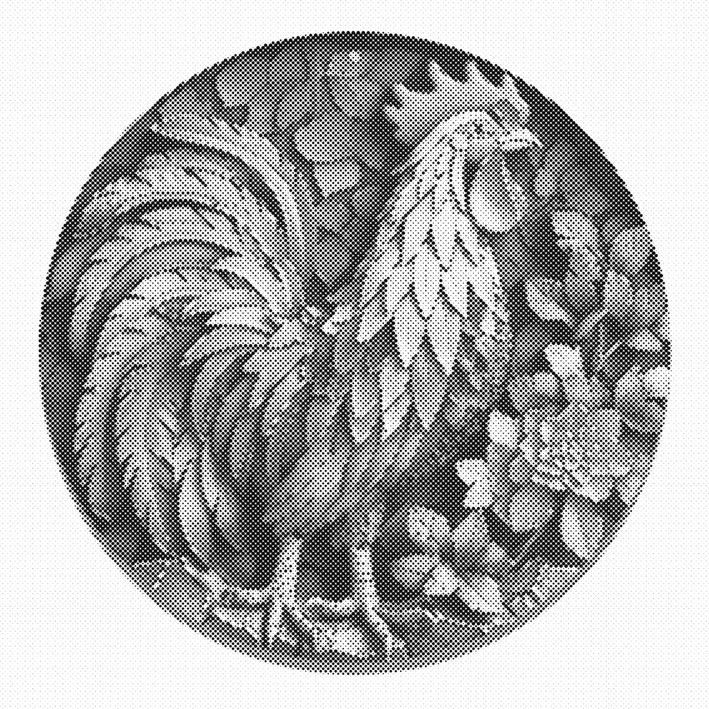 DOT Painting – Kippen & Hanen (40x40cm, 50x50cm of 60x60cm)