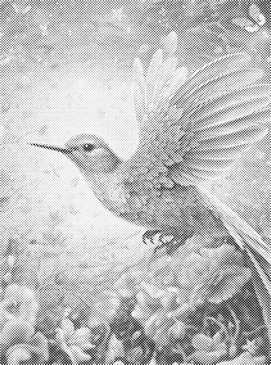 DOT Painting Dieren 30x40cm - 1 kleur stippen - stippelschilderij - Vogel