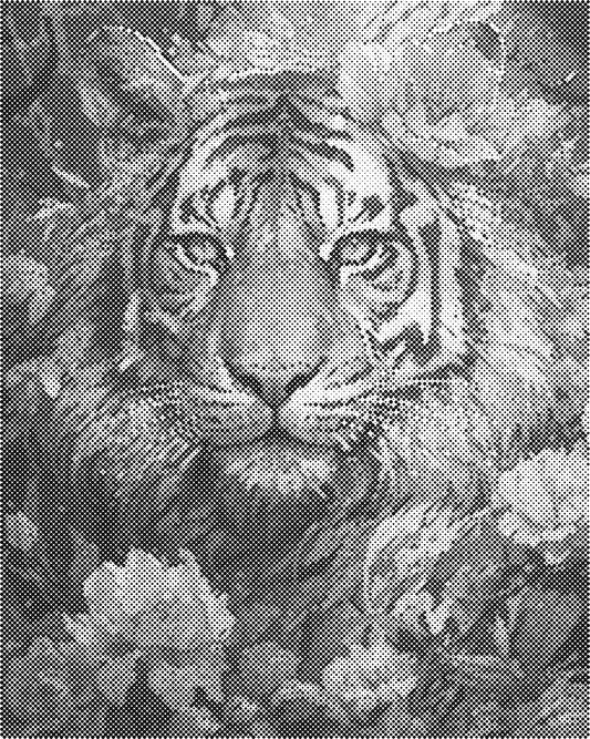 DOT Painting 40x50cm - Dierenmotief - Één Kleur Stippen - stippelschilderij - Tijger 02