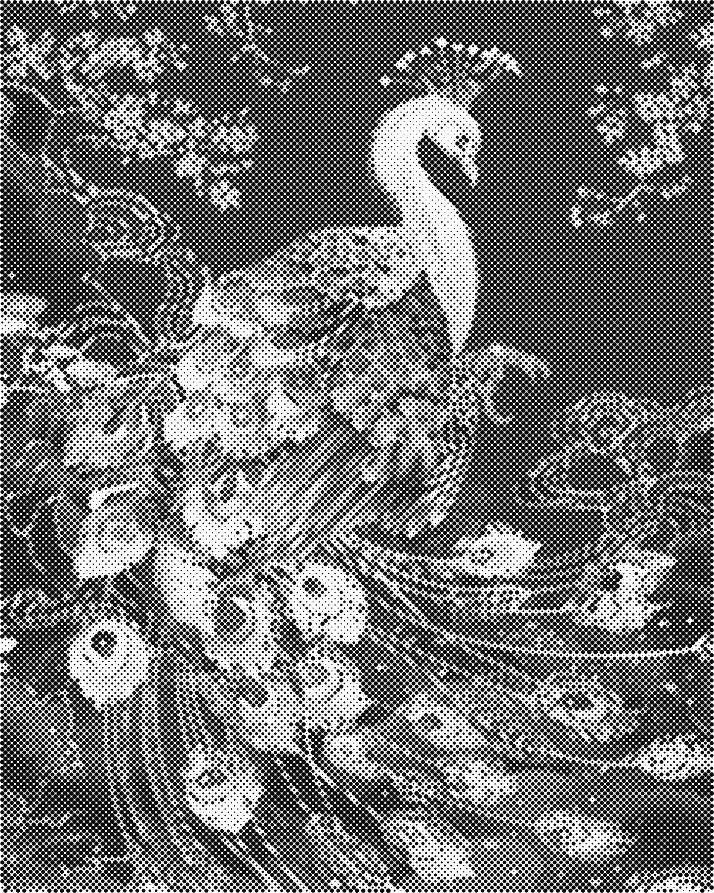 DOT Painting – Dieren op Canvas (40x50cm of 60x75cm) – Met of zonder stiften