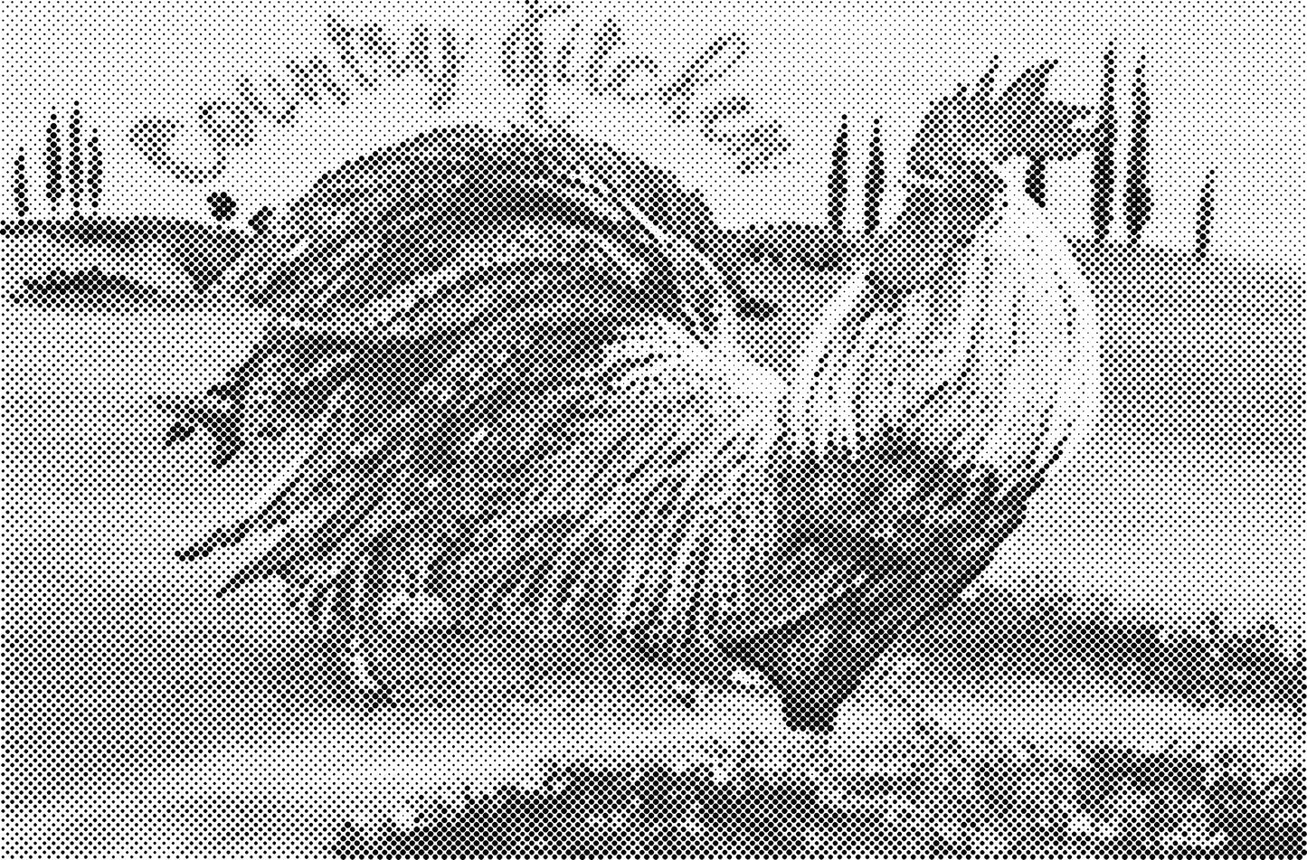 DOT Painting – Kippen & Hanen – 40x60cm t/m 60x90cm – Met of zonder stiften