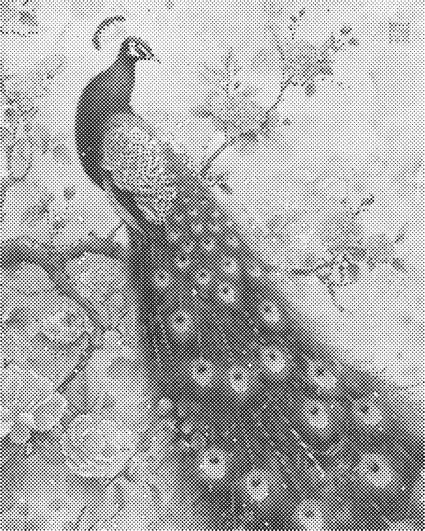 DOT Painting – Dieren op Canvas (40x50cm of 60x75cm) – Met of zonder stiften