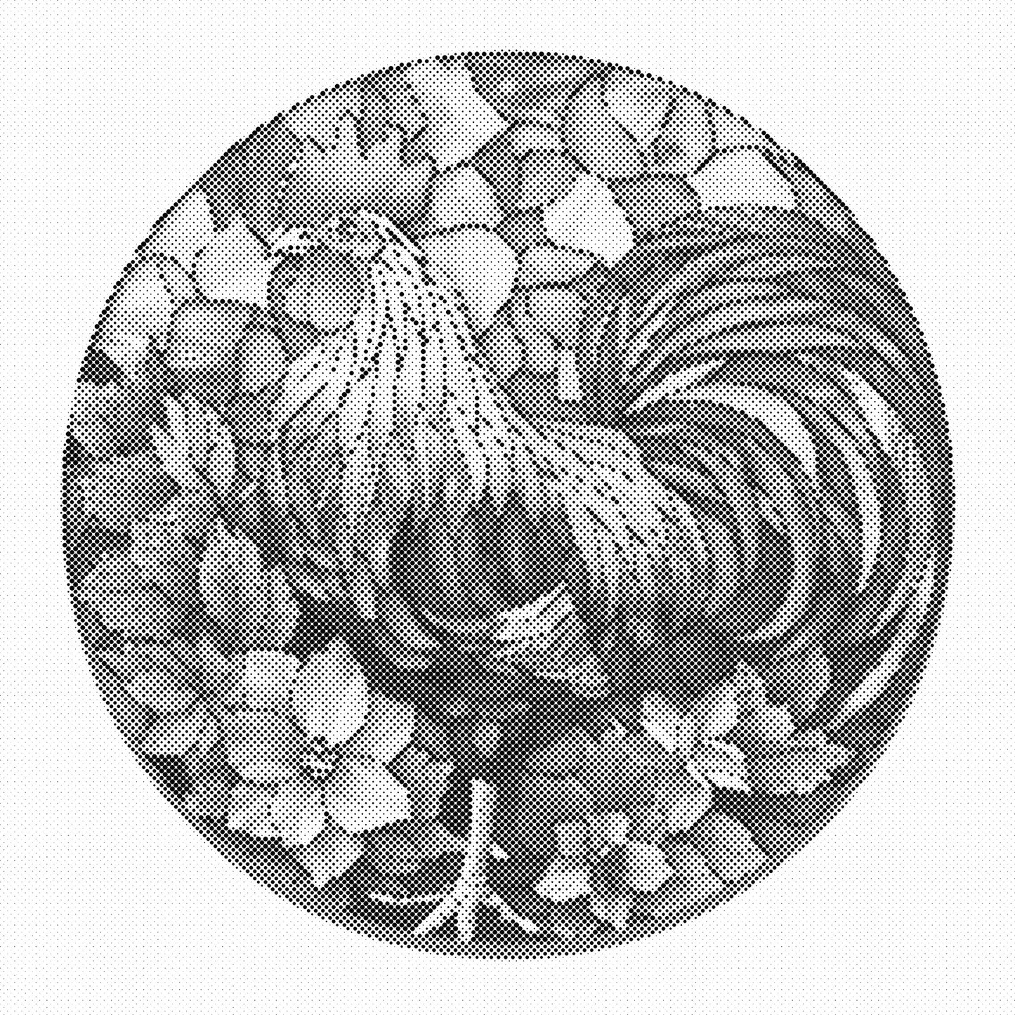 DOT Painting – Kippen & Hanen (40x40cm, 50x50cm of 60x60cm)