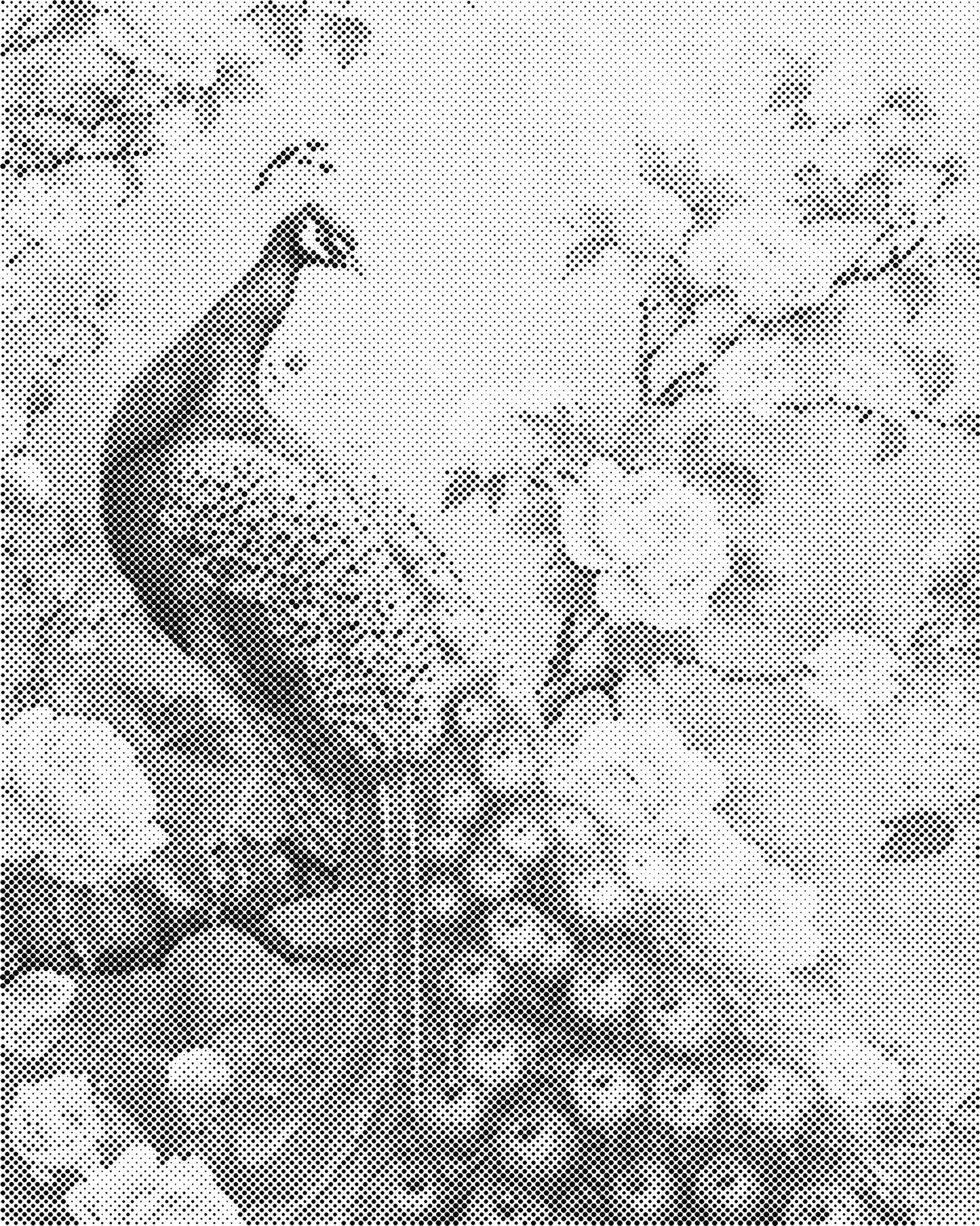 DOT Painting – Dieren op Canvas (40x50cm of 60x75cm) – Met of zonder stiften