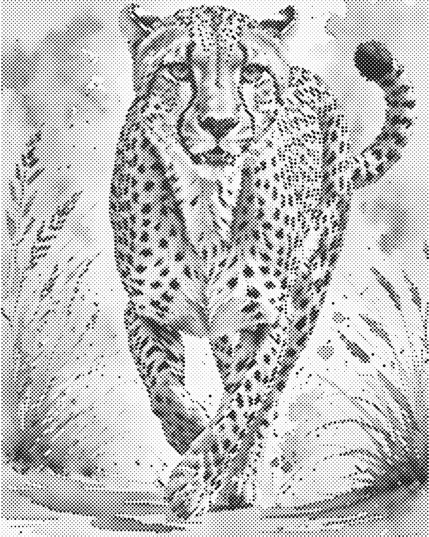 DOT Painting – Dieren op Canvas (40x50cm of 60x75cm) – Met of zonder stiften