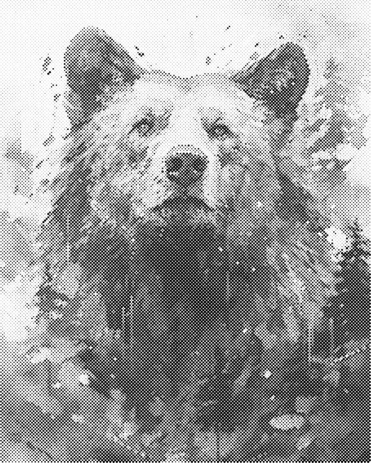 DOT Painting 40x50cm - Dierenmotief - Één Kleur Stippen - stippelschilderij - Beer