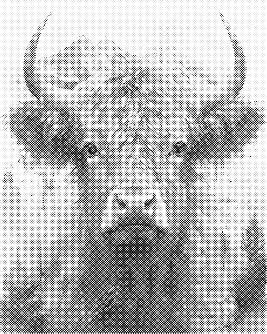 DOT Painting 40x50cm - Dierenmotief - Één Kleur Stippen - stippelschilderij - Schotse Hooglander